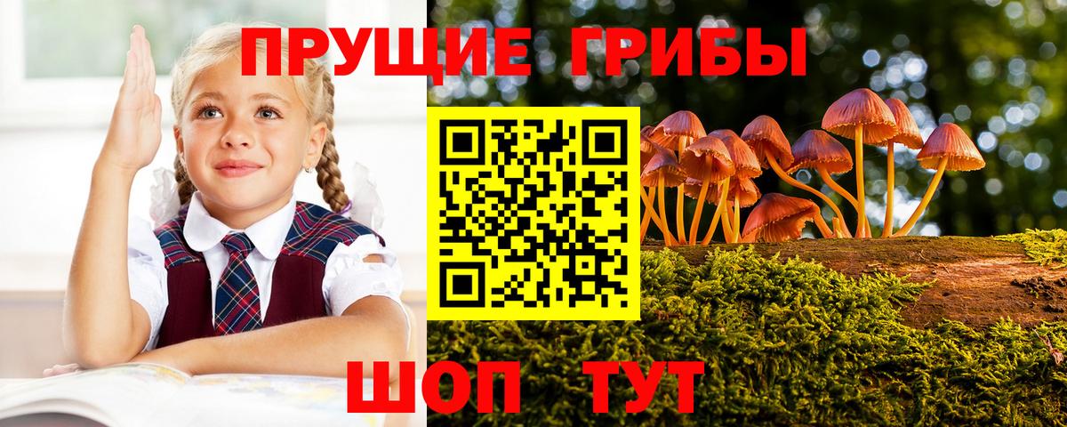 Галлюциногенные грибы Psilocybe Искитим